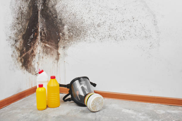 Best Mold Damage Repair  in Waikele, HI