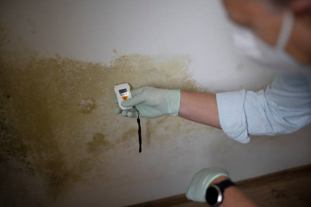 Best Attic Mold Removal  in Waikele, HI