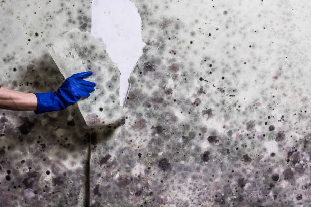 Best Office Mold Removal Services  in Waikele, HI