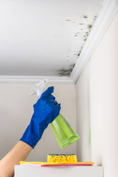 Mold Testing and Removal in Waikele, HI